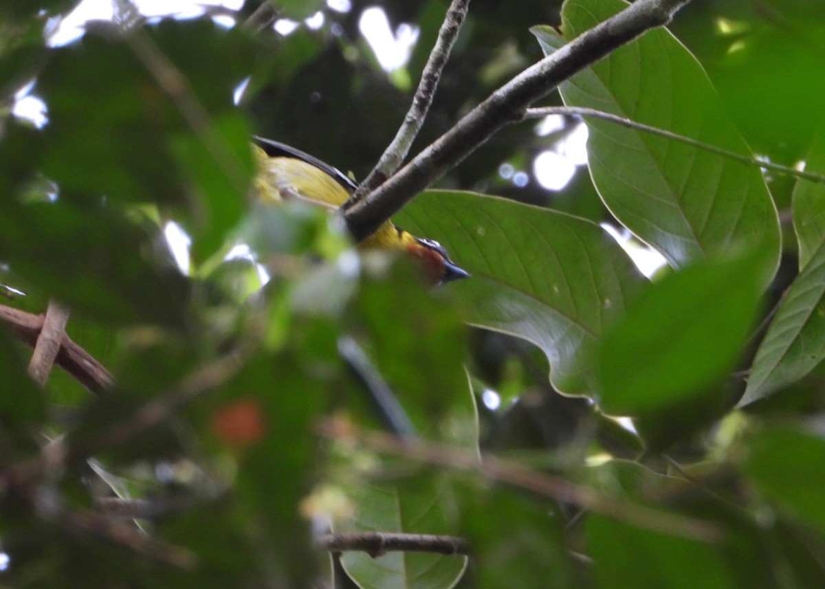 Black-eared Shrike-Babbler - ML452246471