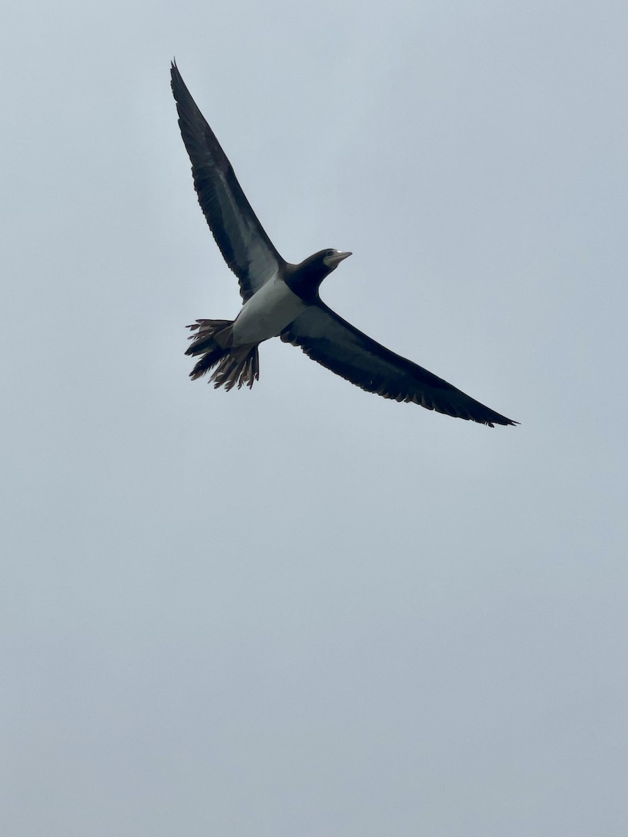 Brown Booby - ML452248111