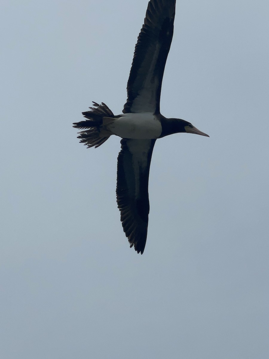 Brown Booby - ML452248121