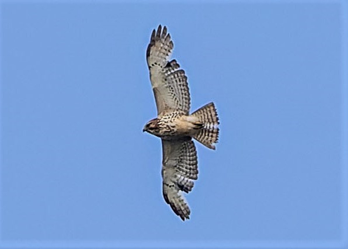 Broad-winged Hawk - ML452252221