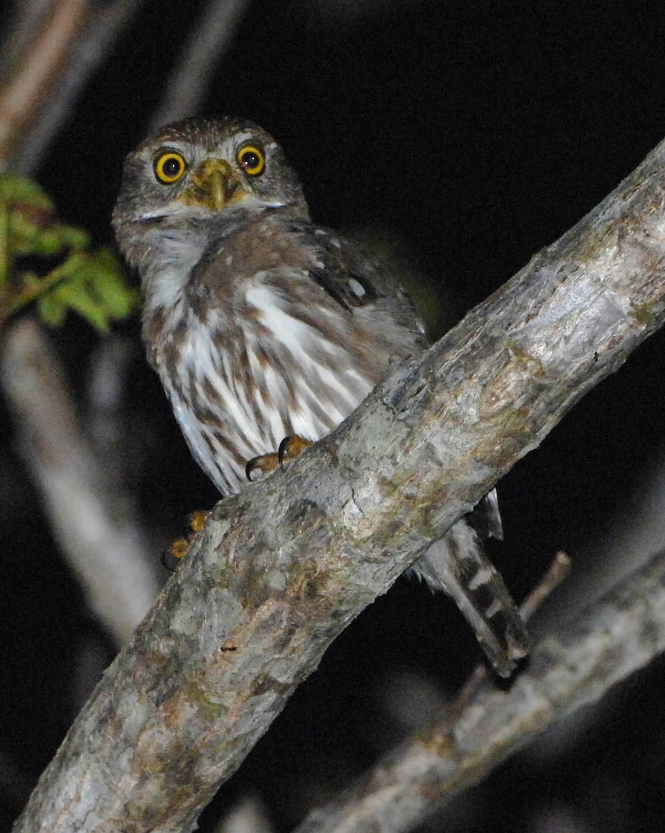Ferruginous Pygmy-Owl (Tucuman) - ML45225891