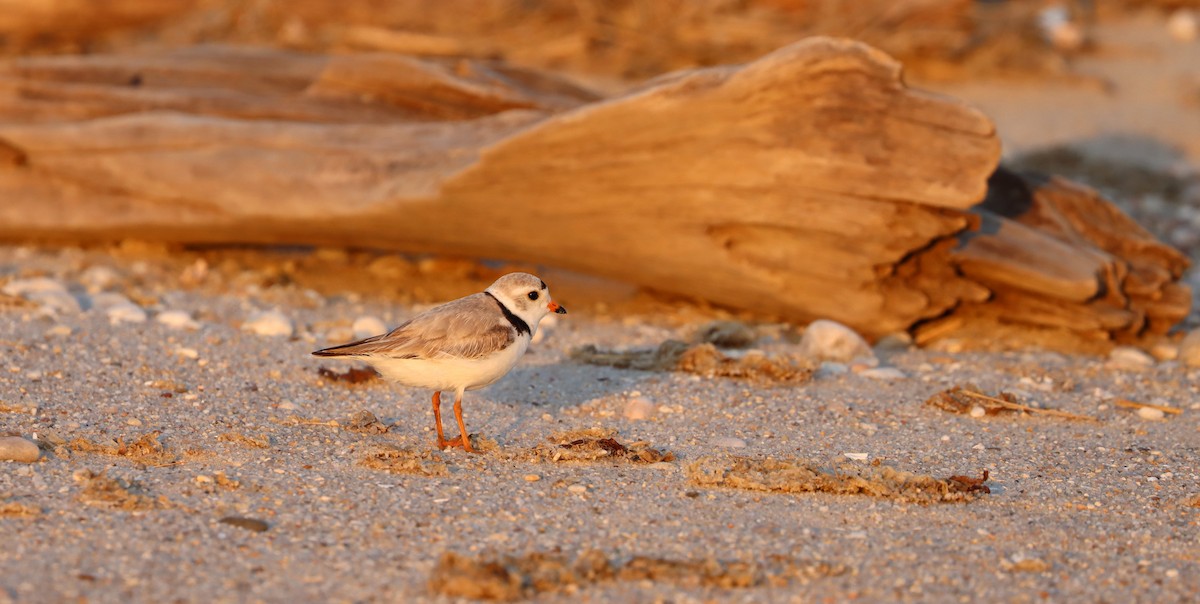 Piping Plover - ML452263951