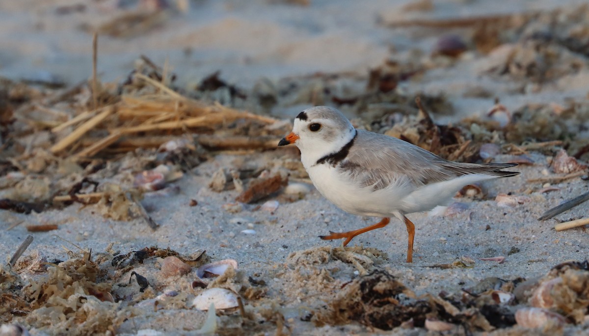 Piping Plover - ML452264131