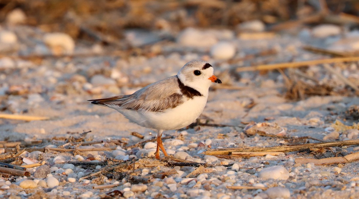 Piping Plover - ML452264491