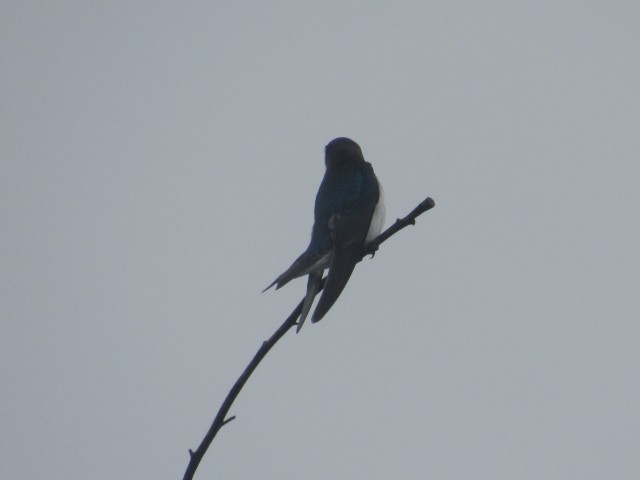 Tree Swallow - Will Merg