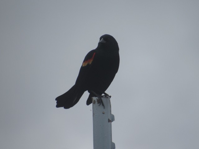 Red-winged Blackbird - Will Merg