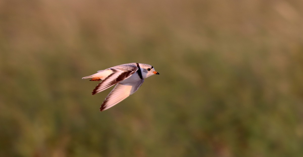 Piping Plover - ML452265221