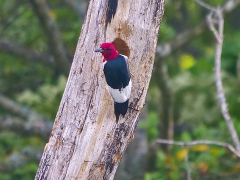 Red-headed Woodpecker - Roger Horn