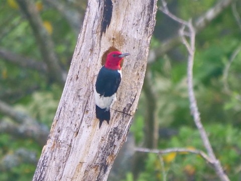 Red-headed Woodpecker - Roger Horn