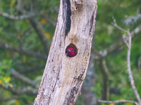 Red-headed Woodpecker - Roger Horn