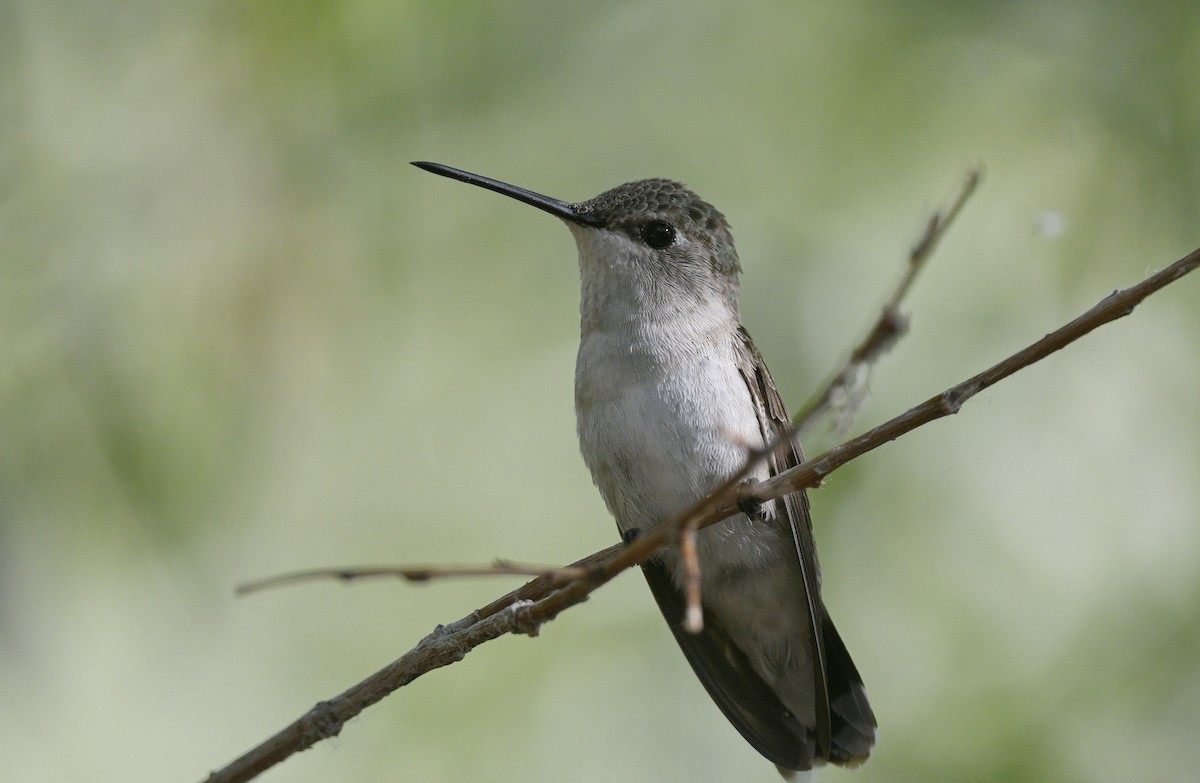 Black-chinned Hummingbird - Ben  Sonnenberg