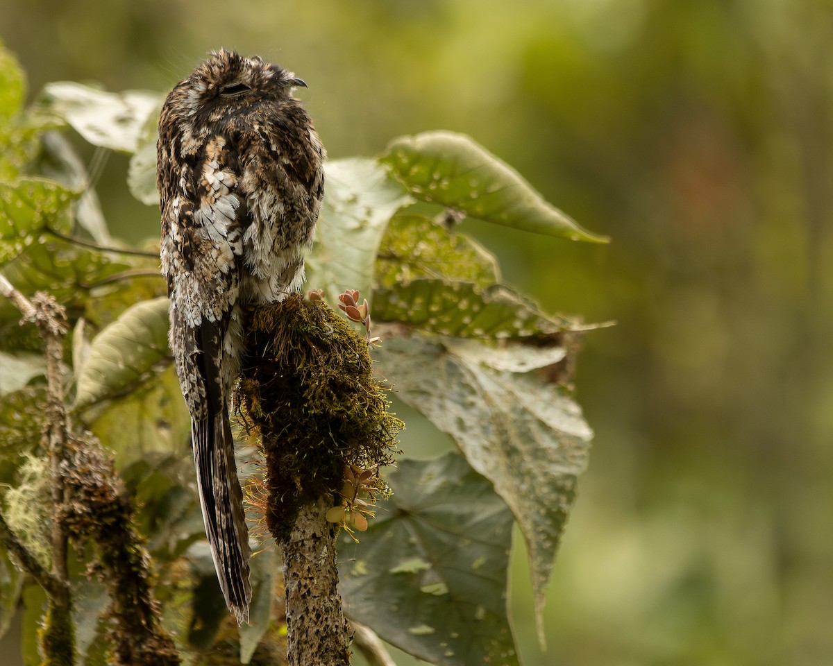 Andean Potoo - ML452275771
