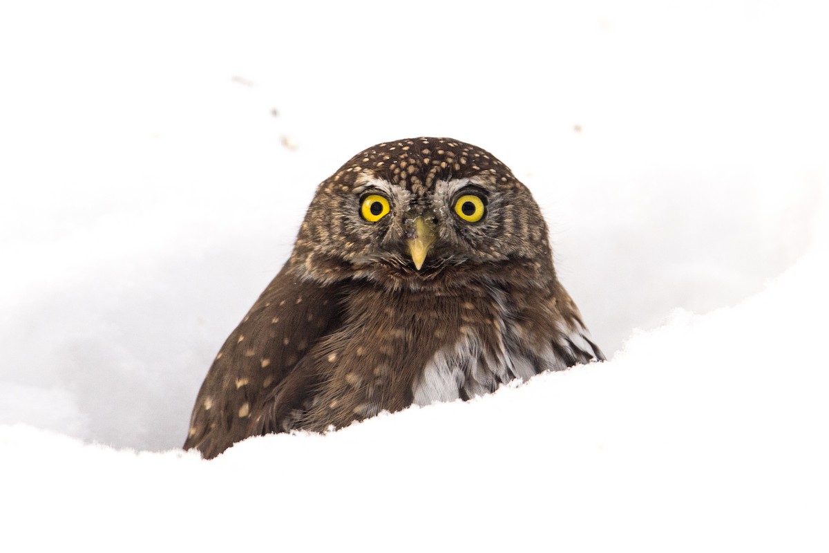 Northern Pygmy-Owl - Peter Kearns