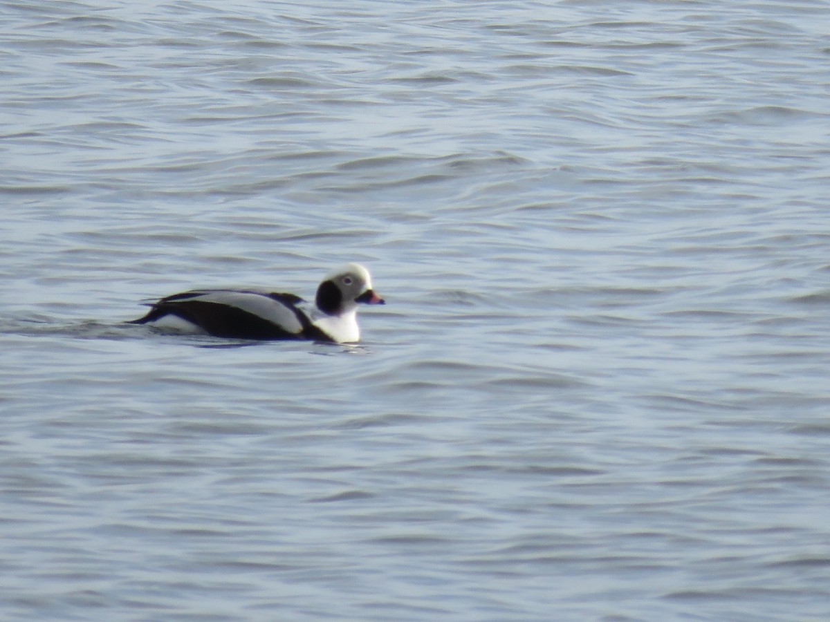 Long-tailed Duck - ML45229791