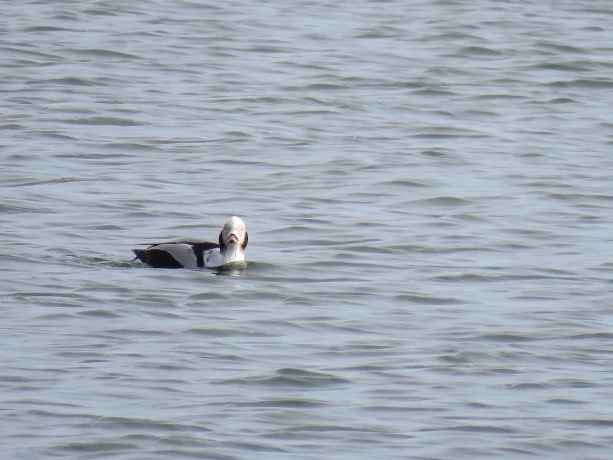 Long-tailed Duck - Michael Good