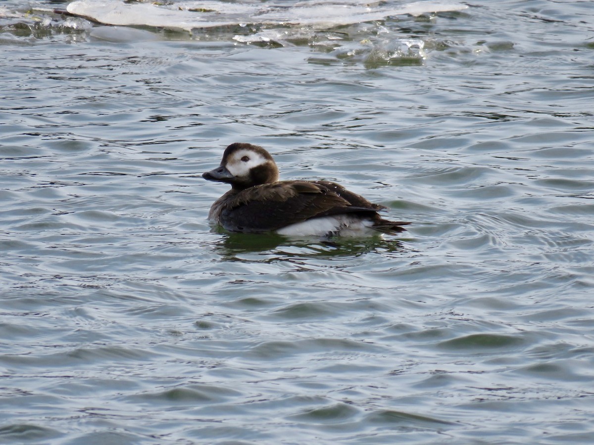 Long-tailed Duck - ML45229811