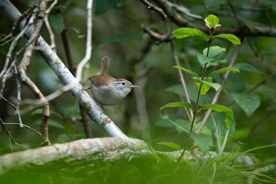 Saltapared Vientre Blanco (grupo leucogastra) - eBird