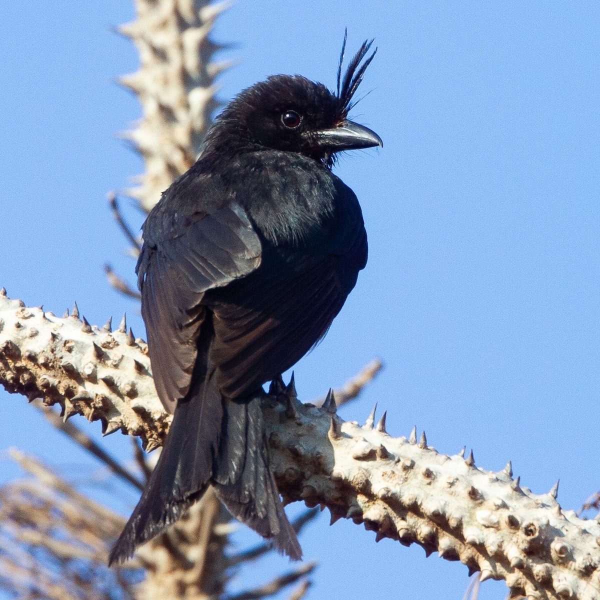 Crested Drongo - ML452309041