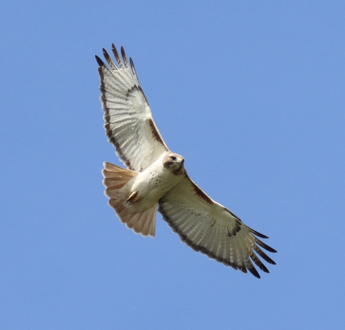 Red-tailed Hawk - ML452312591