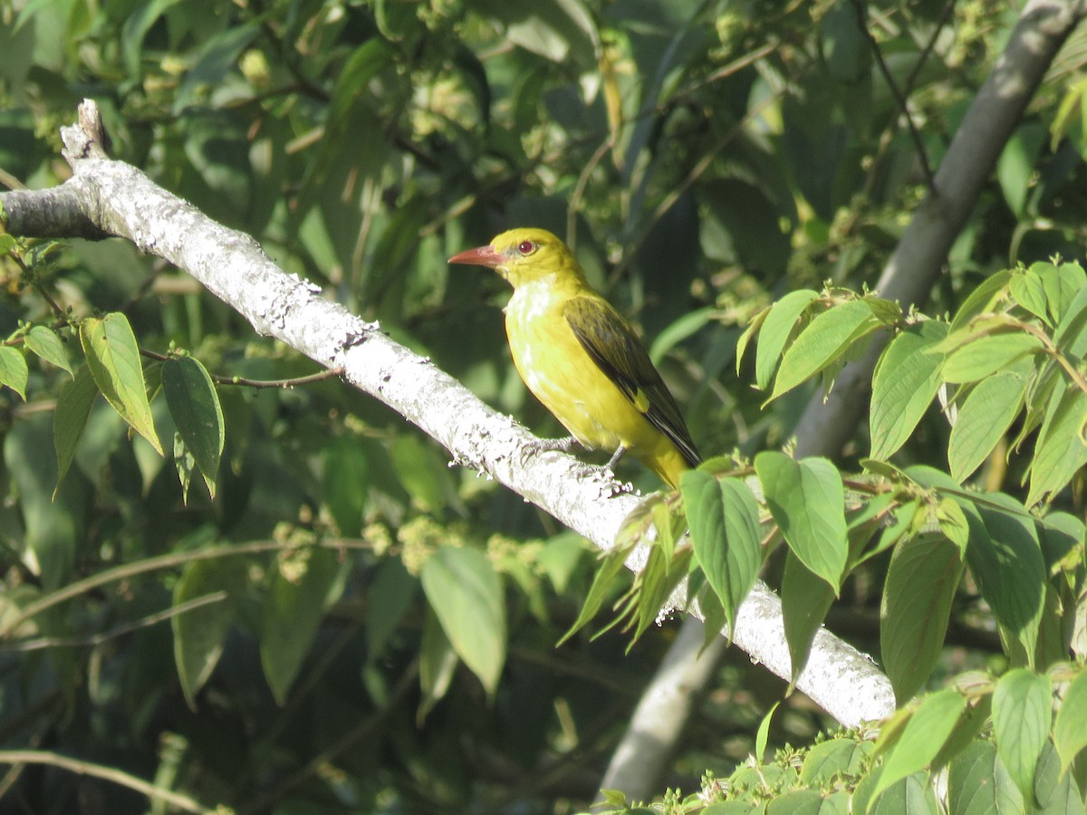 Indian Golden Oriole - ML452317161