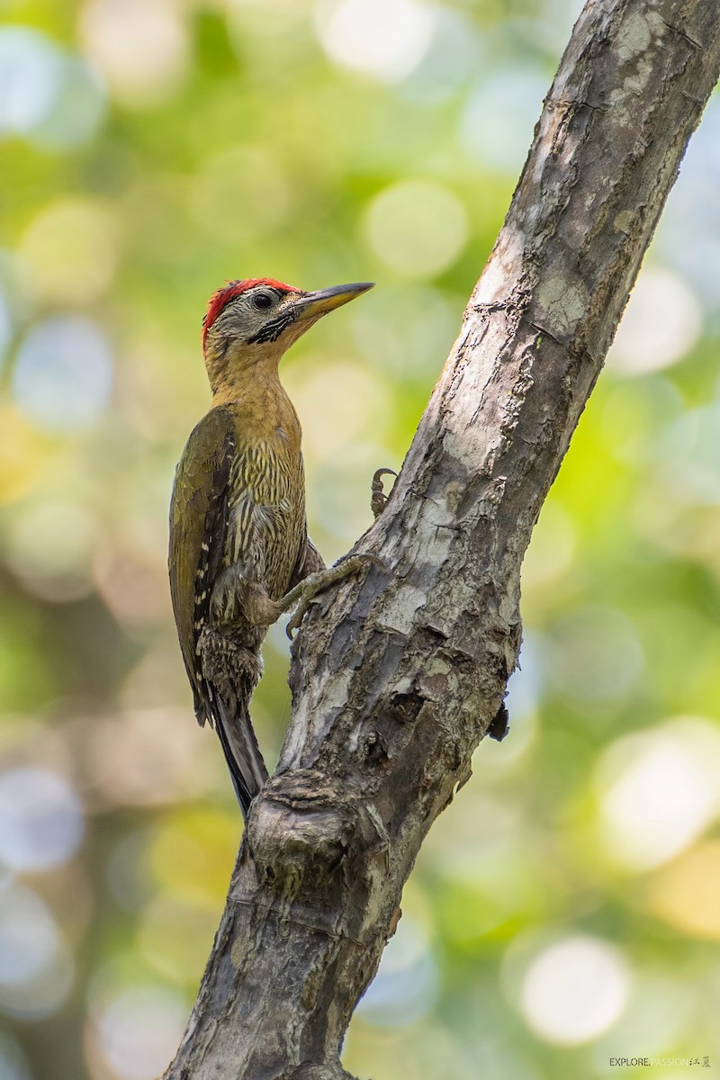 Laced Woodpecker - ML452335131