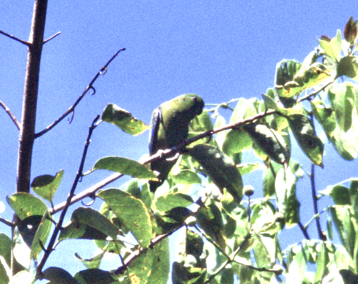Скромный воробьиный попугайчик (sclateri) - ML452335321