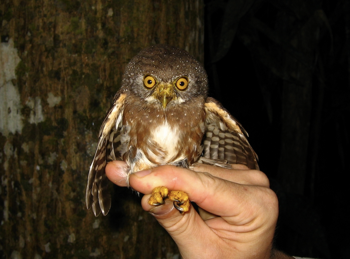 Amazonian Pygmy-Owl - ML452338511