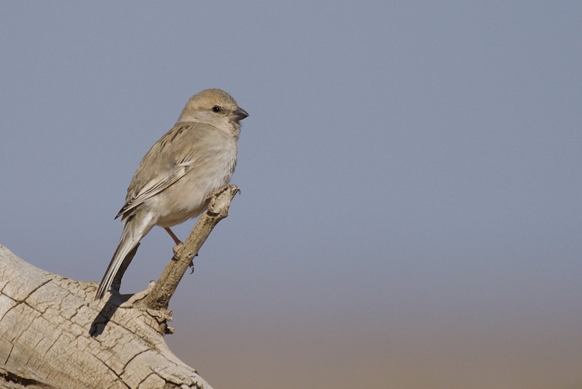 Saxaul Sparrow - Jugdernamjil Nergui