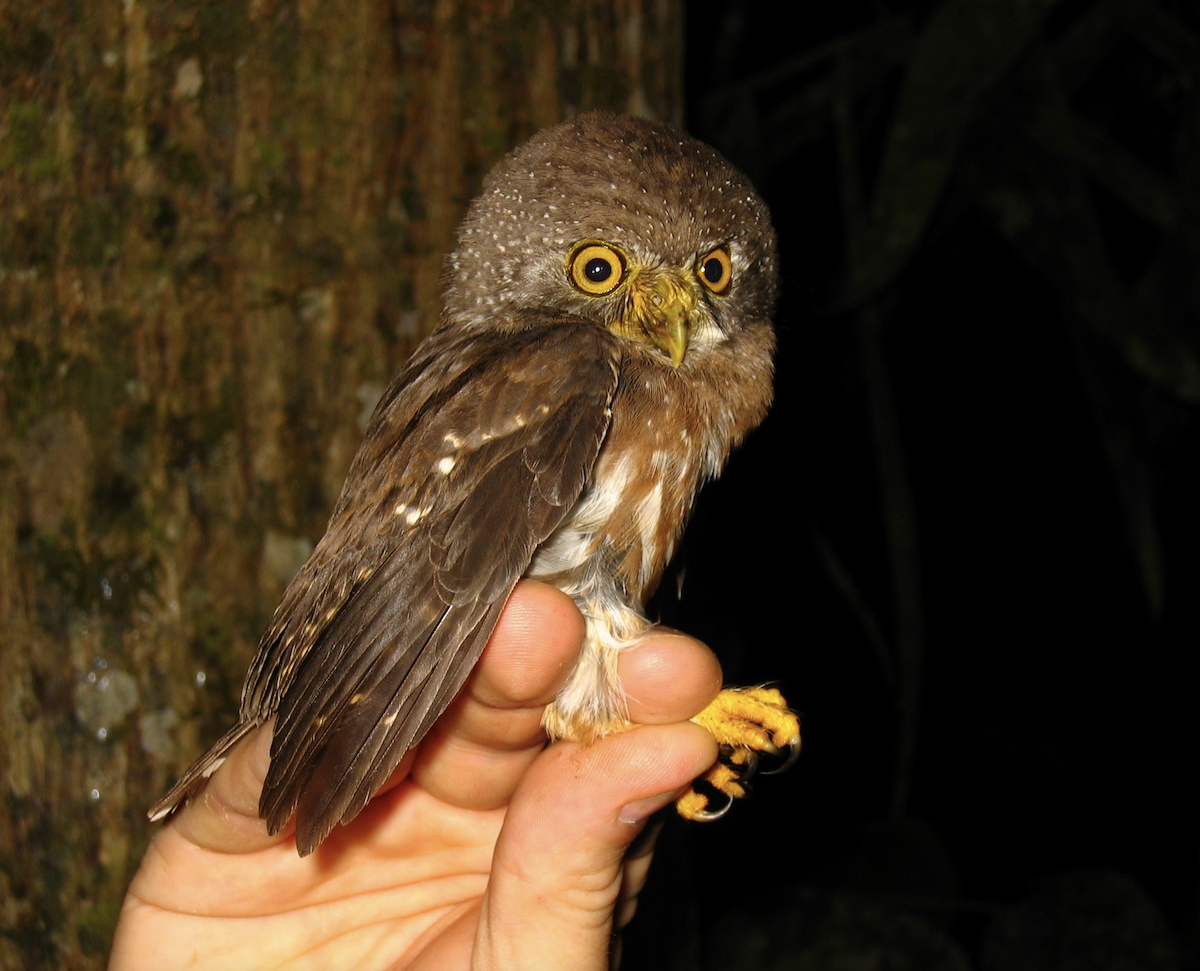 Amazonian Pygmy-Owl - ML452338541