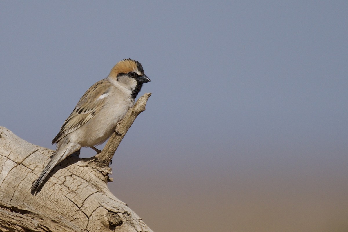 Saxaul Sparrow - Jugdernamjil Nergui