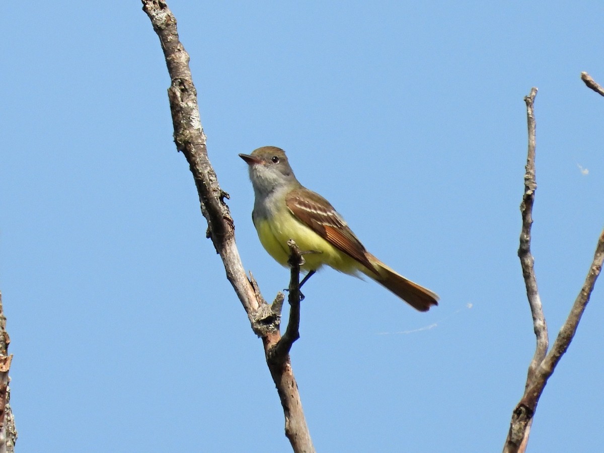 Great Crested Flycatcher - ML452345111