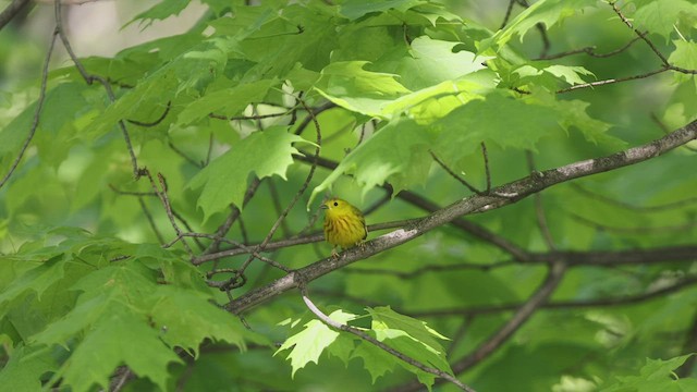 Yellow Warbler - ML452351211
