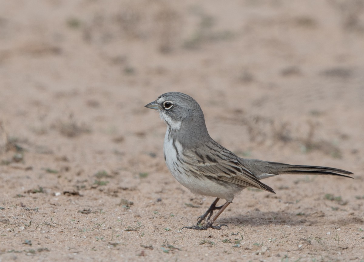 Sagebrush Sparrow - William Higgins