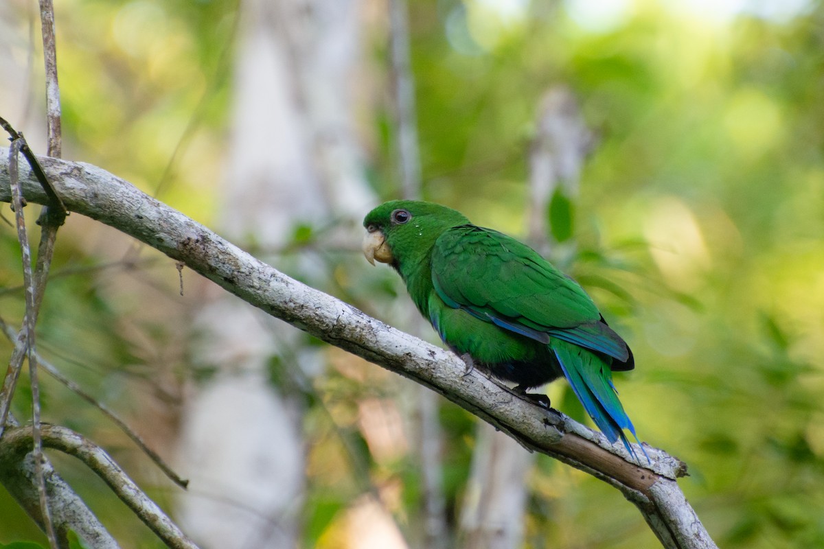 Blue-bellied Parrot - Marcos Eugênio Birding Guide