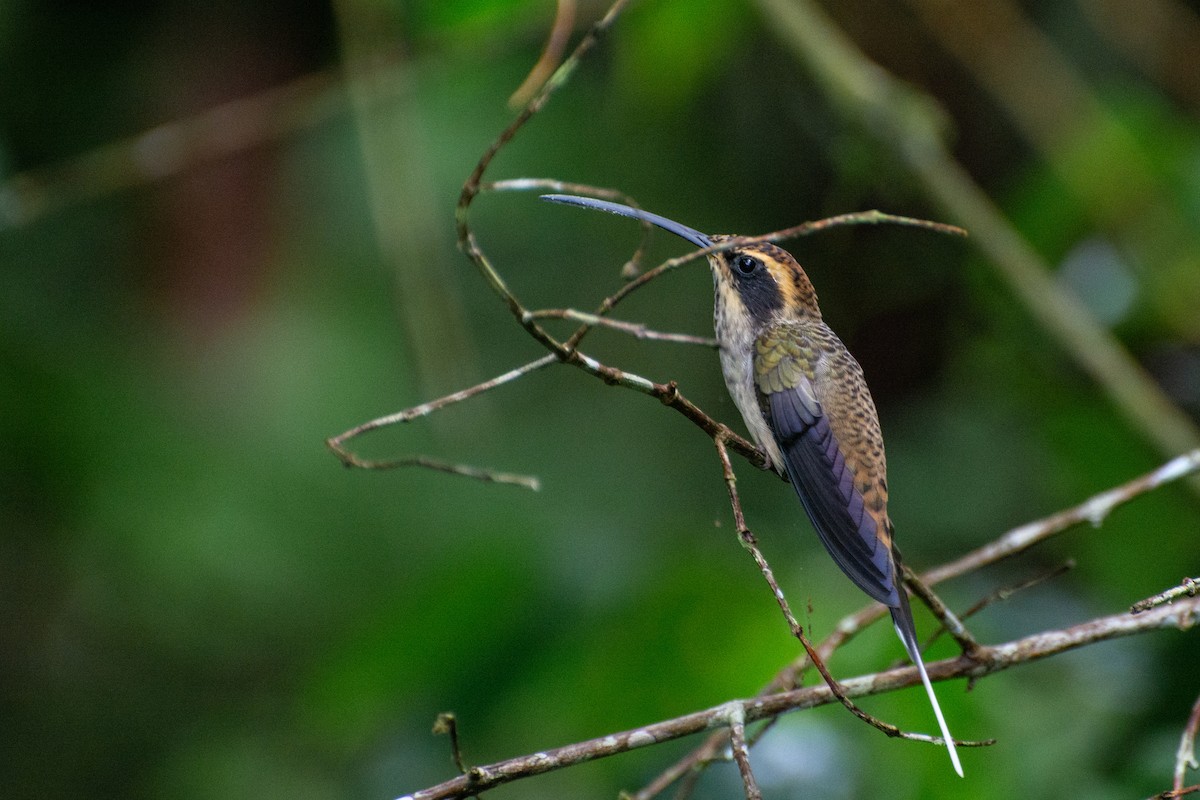 Scale-throated Hermit - ML452357751
