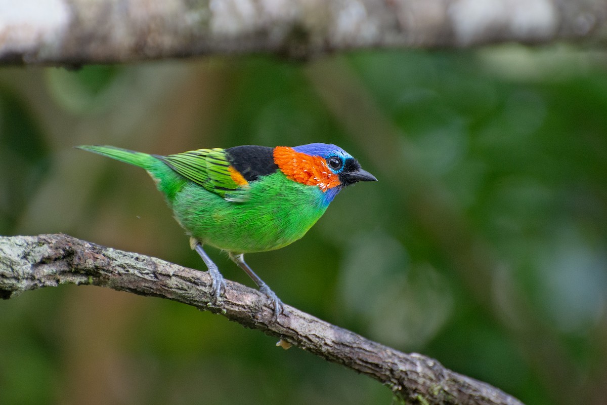 Red-necked Tanager - ML452358441