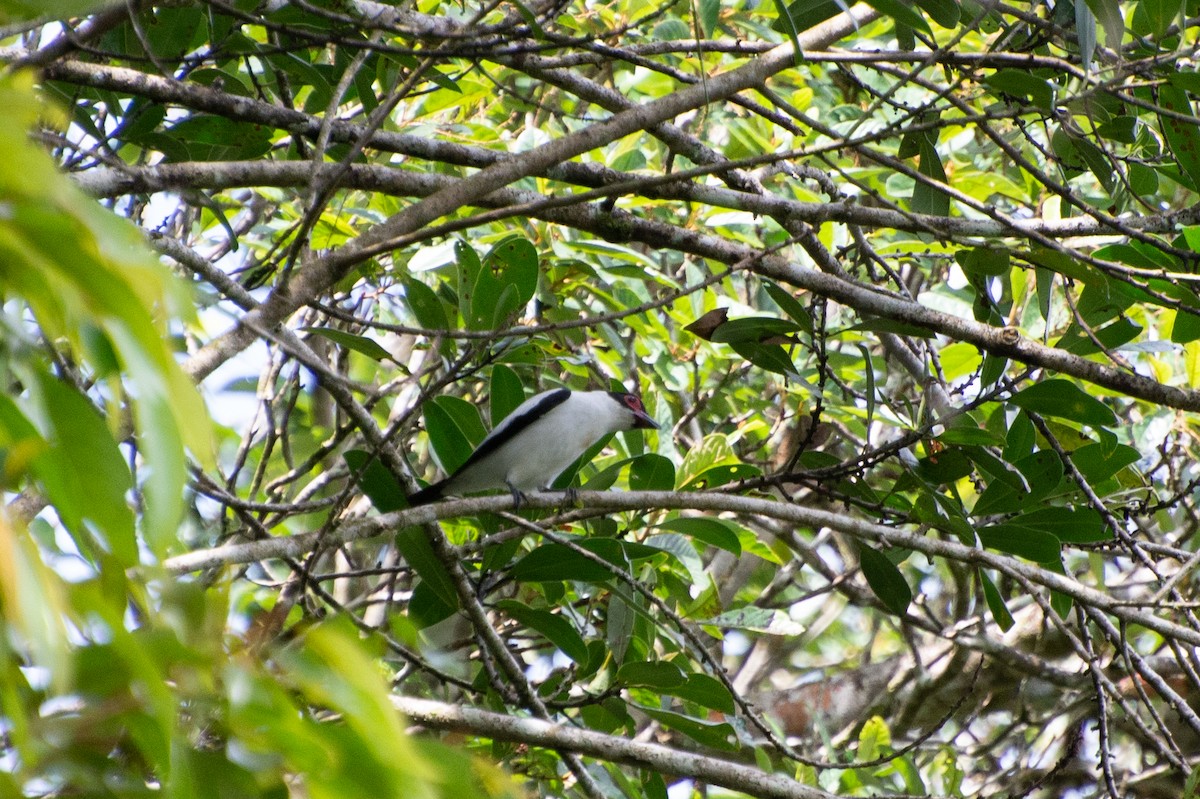 Black-tailed Tityra - Marcos Eugênio Birding Guide