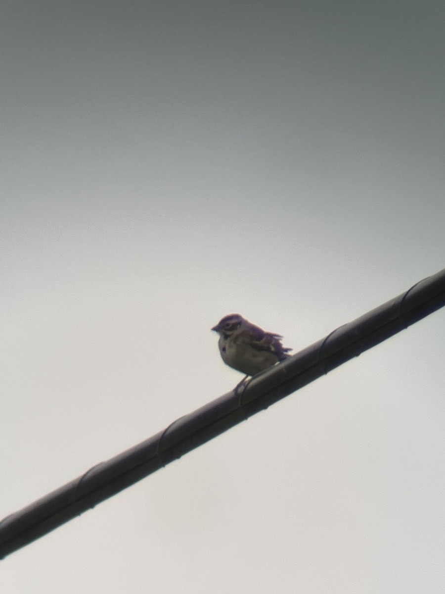 Lark Sparrow - Avery Fish