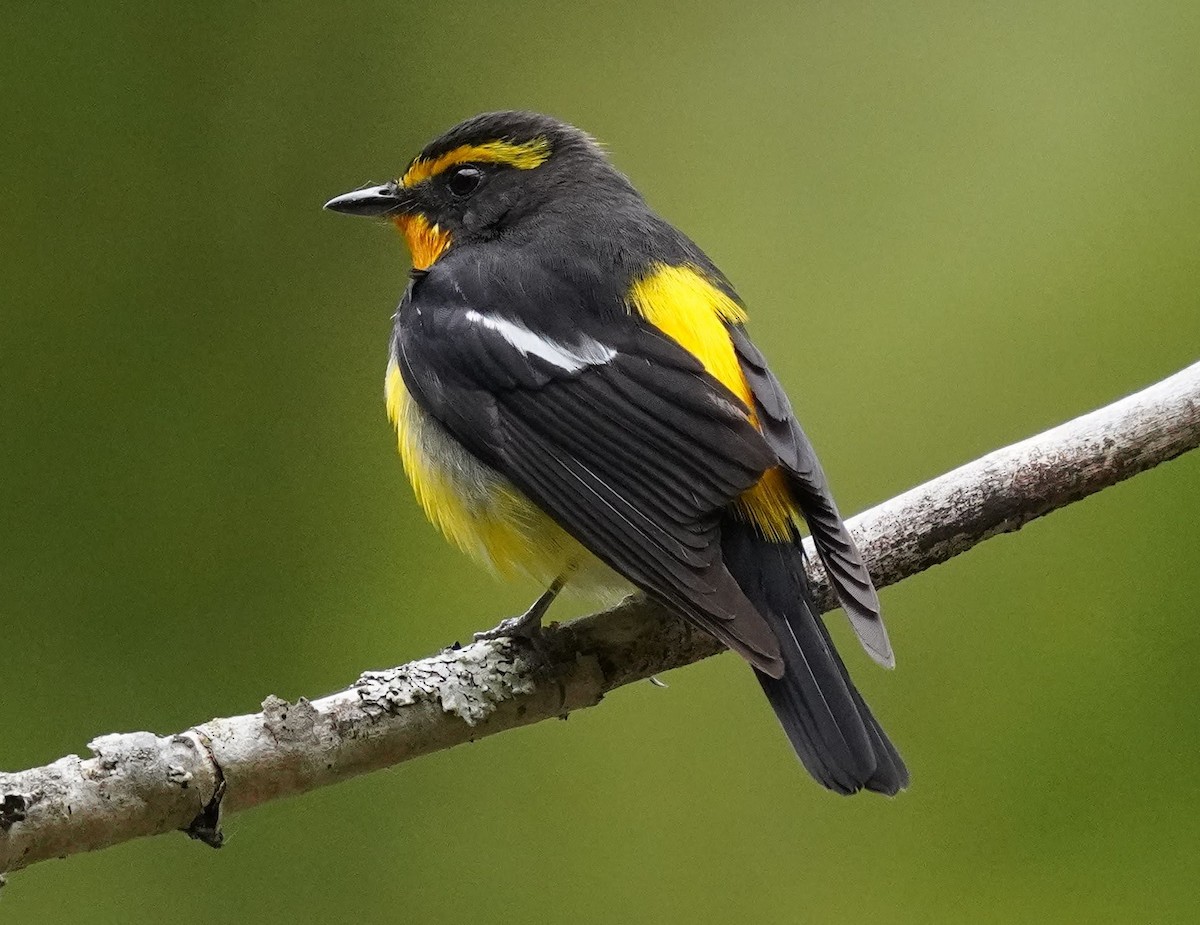 Narcissus Flycatcher - Anonymous