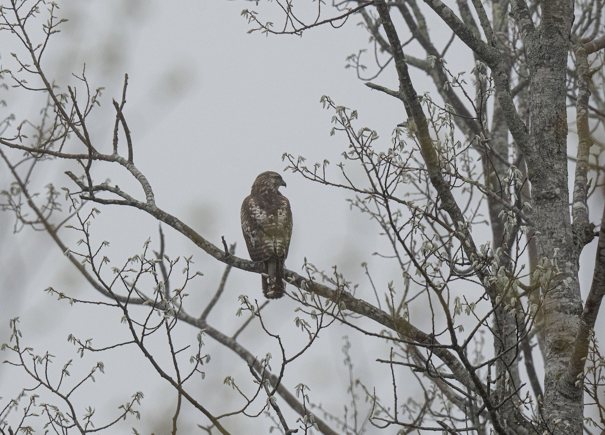 Red-tailed Hawk - ML452379131