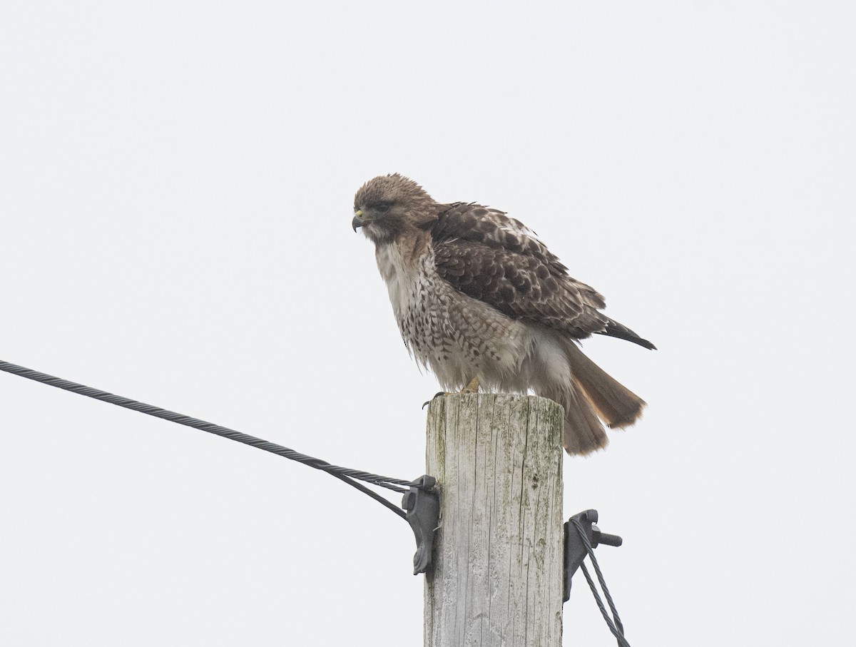 Red-tailed Hawk - ML452379161