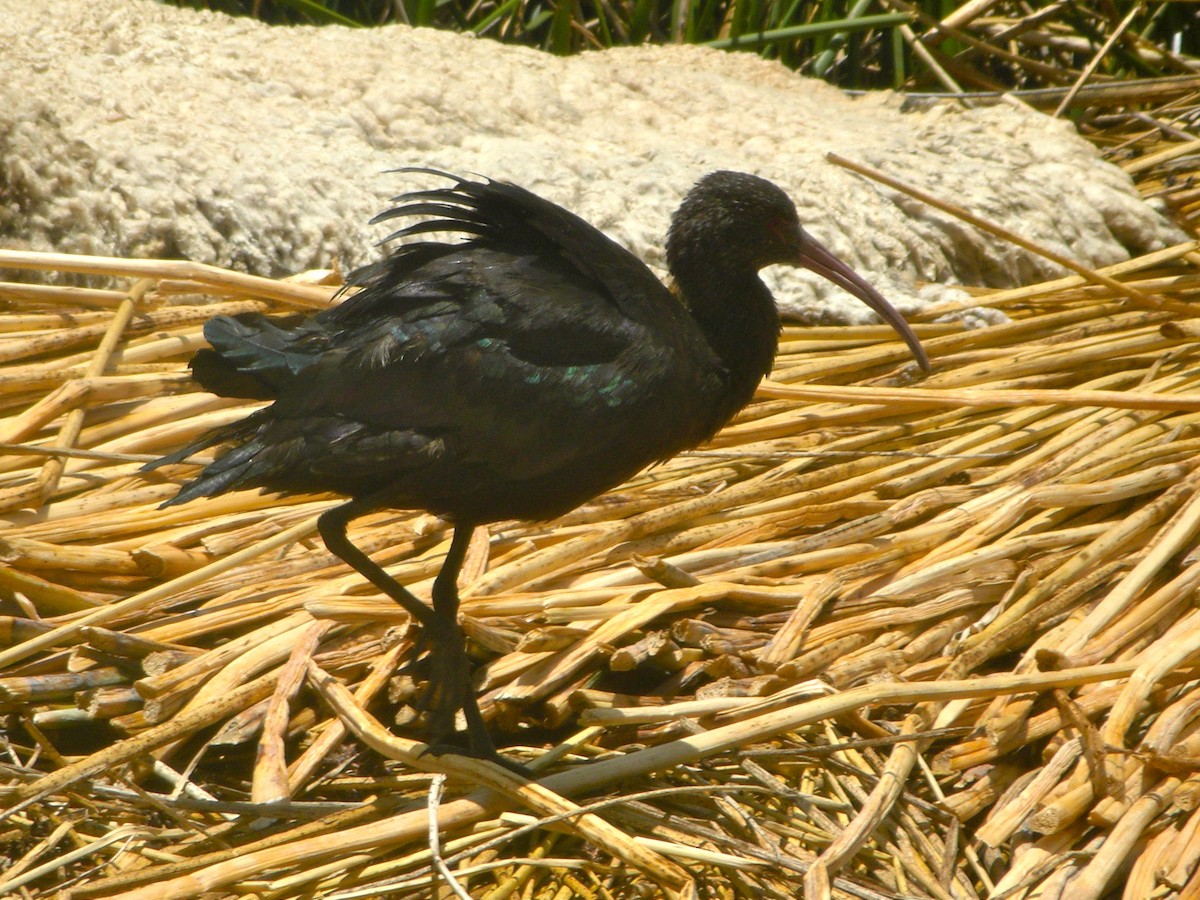 ibis andský - ML45238001