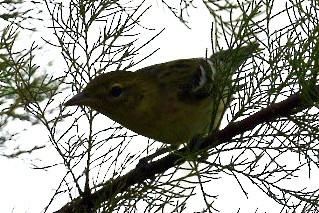 Bay-breasted Warbler - ML452380491
