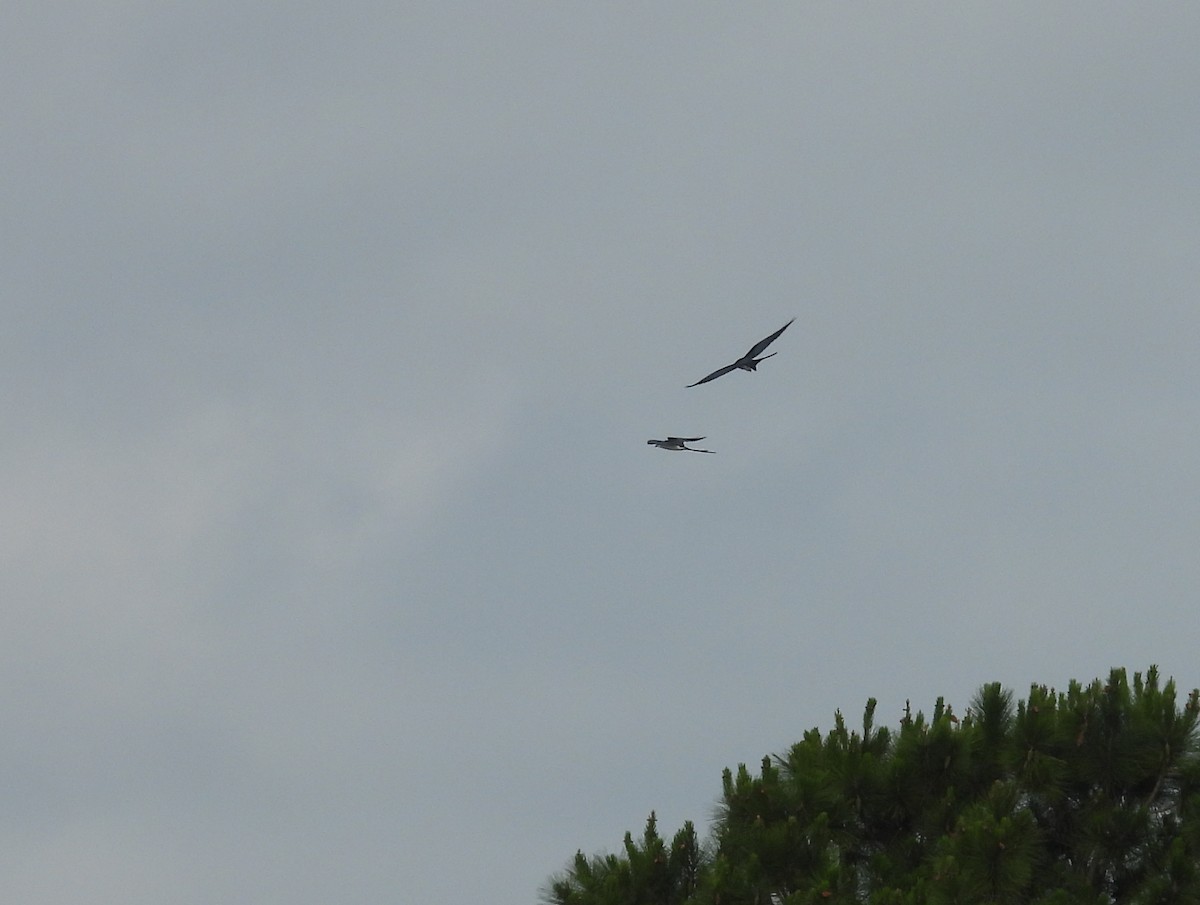 Swallow-tailed Kite - ML452382111