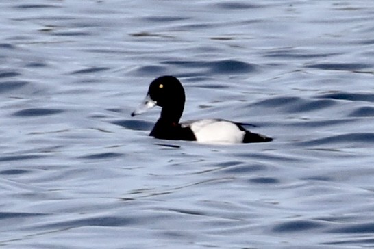Greater Scaup - ML452382631