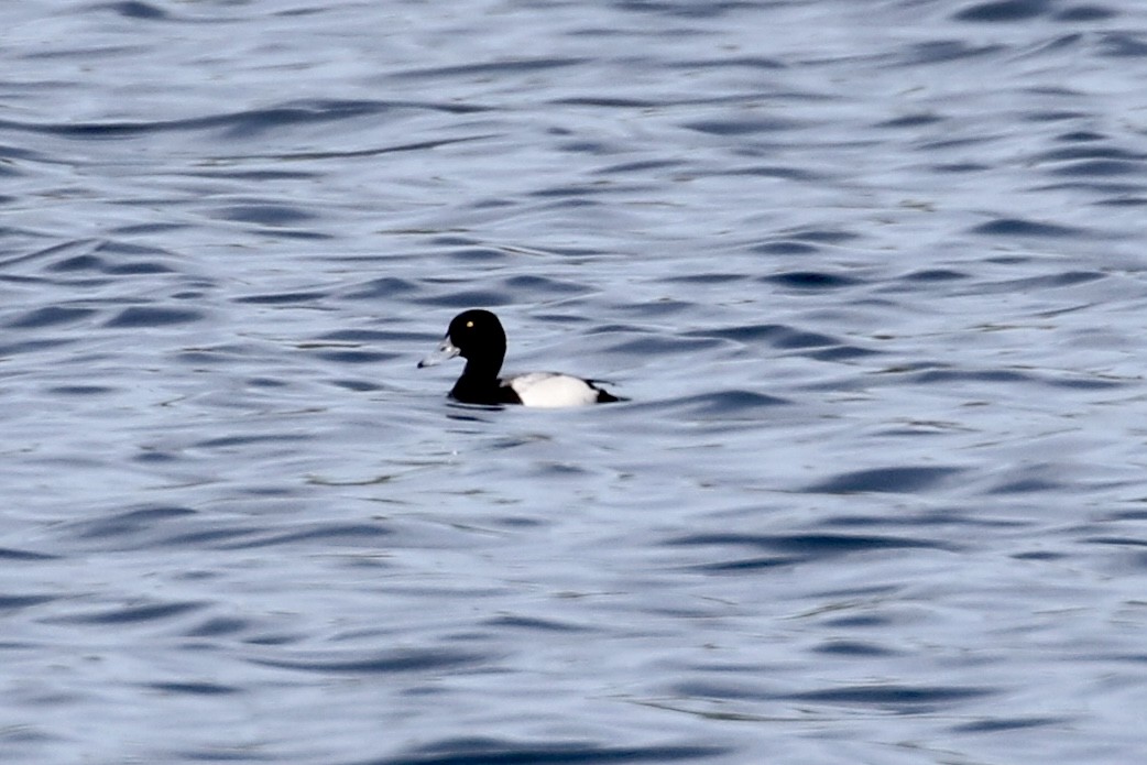 Greater Scaup - ML452382641