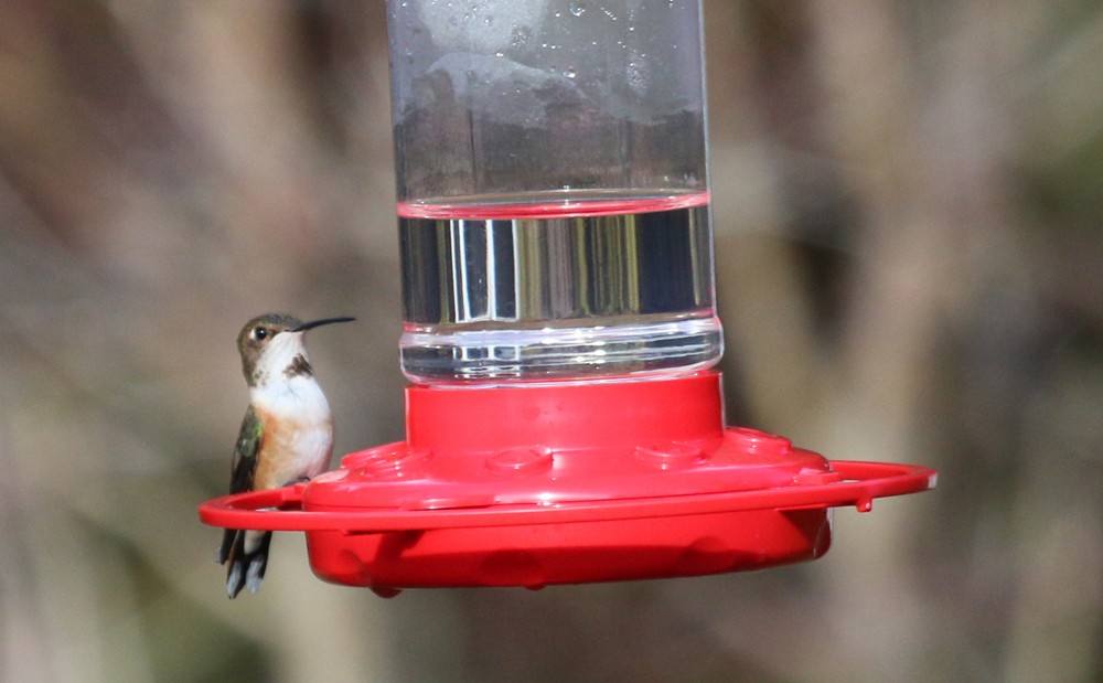 Rufous Hummingbird - ML45238301