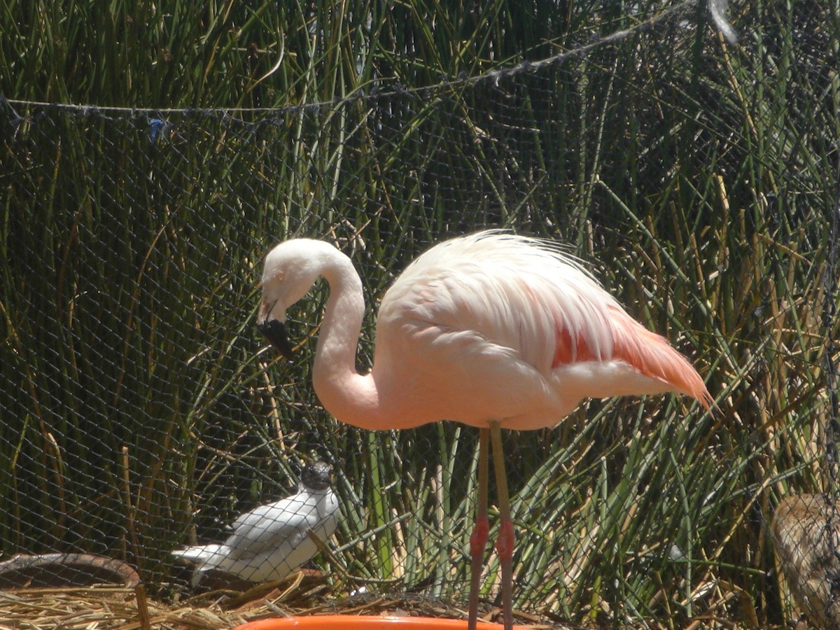 Şili Flamingosu - ML45238441