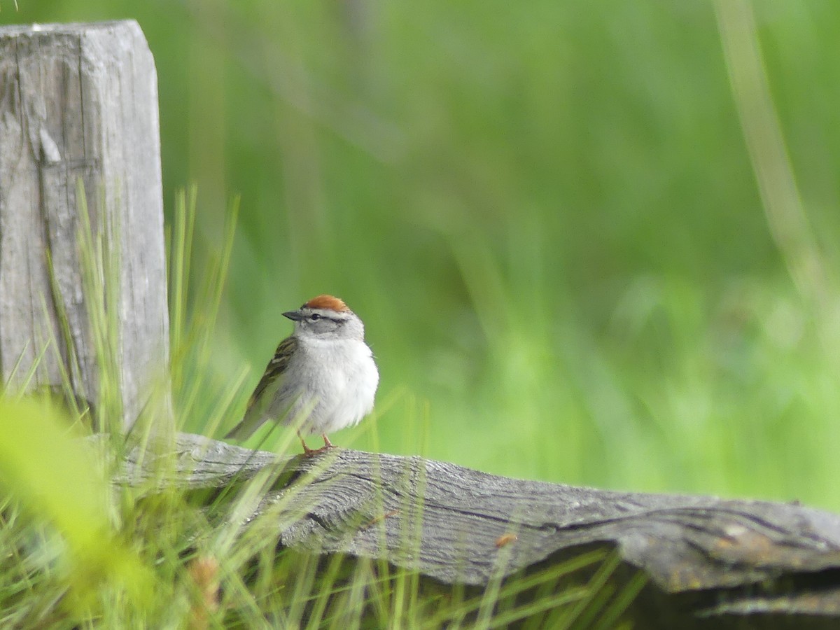 Chipping Sparrow - ML452389521