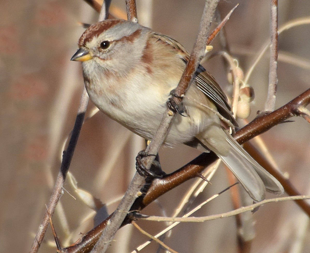 American Tree Sparrow - ML45239061